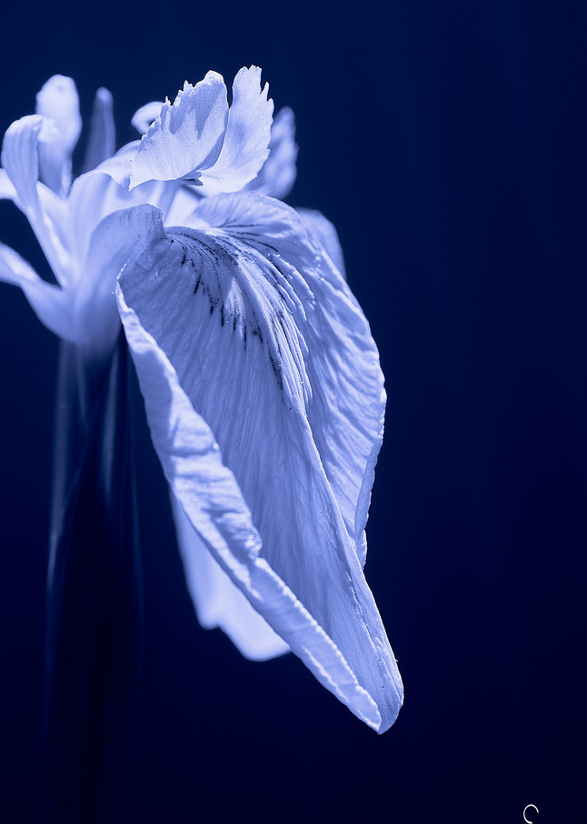 Iris flower photography.