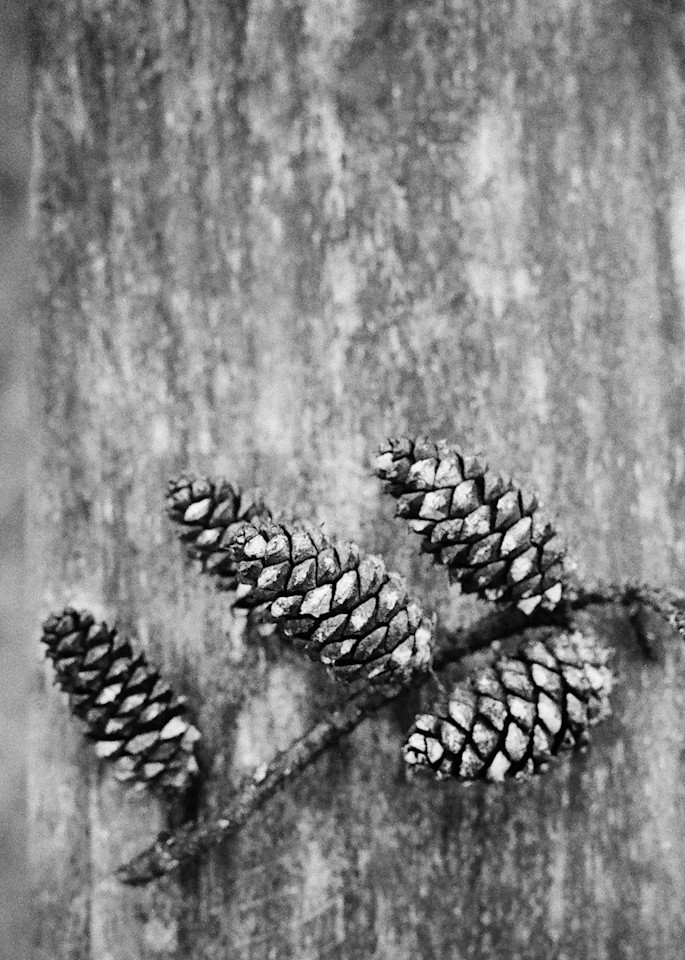 Texas Pine Cones Photography Art | TERESA BERG PHOTOGRAPHY