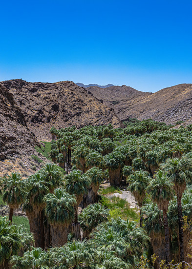Landscape Photo Prints: Dramatic Palm Canyon/Jim Grossman Photography