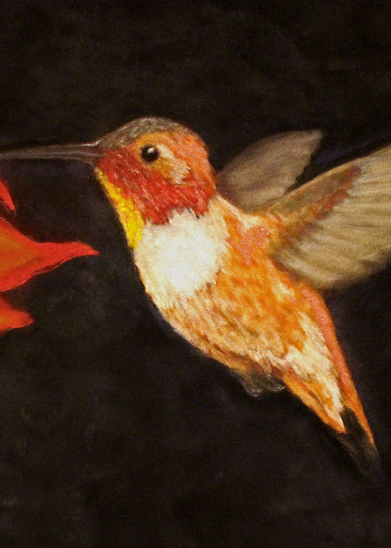 Rufous Hummingbird by Nancy Conant