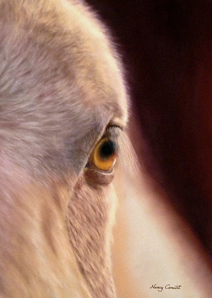 Horse Eye by Nancy Conant