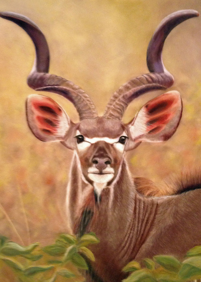 Greater African Kudu is On Alert by Nancy Conant 