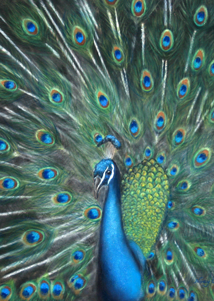 Peacock painting by Nancy Conant