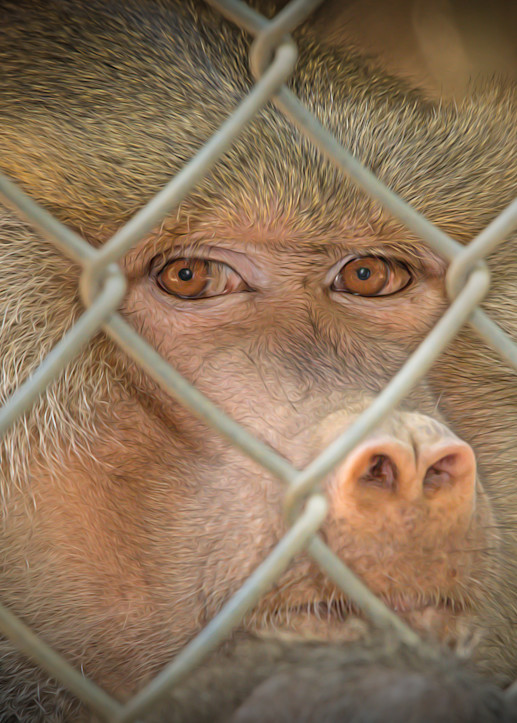 The Sacred Baboon's Eyes Don't Lie!   Painted Photography Art | Julian Starks Photography LLC.
