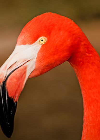 Flamingo In Profile   Painted Photography Art | Julian Starks Photography LLC.