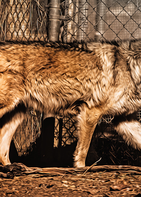 California Grey Wolf   Painted Photography Art | Julian Starks Photography LLC.