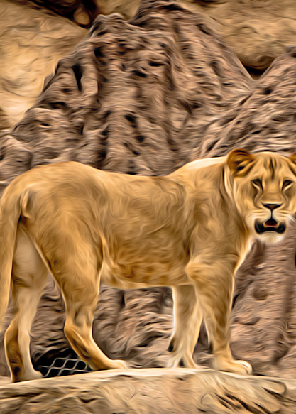 Lion On Rocks   Painted Photography Art | Julian Starks Photography LLC.