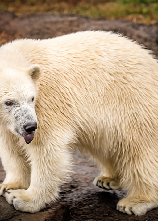 Polar Bear Cub   Painted Photography Art | Julian Starks Photography LLC.
