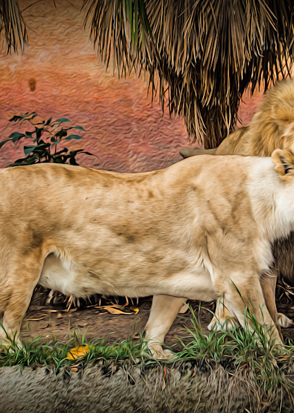 The Loving Lion Couple!   Painted Photography Art | Julian Starks Photography LLC.