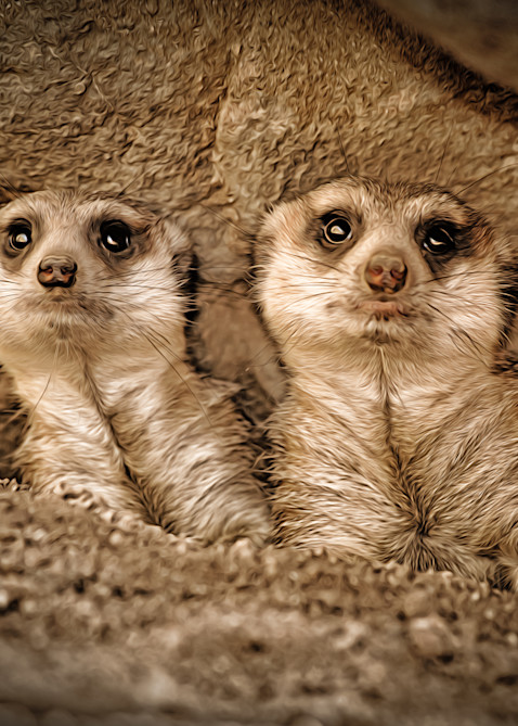 A Couple Of "Meerkats" Checkin' Things Out!!!   Painted Photography Art | Julian Starks Photography LLC.