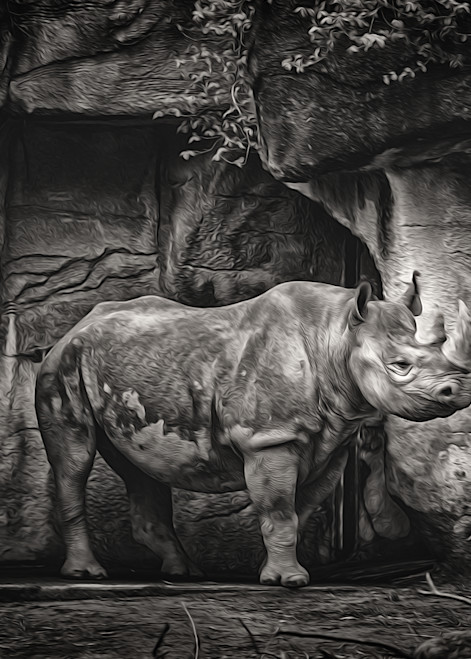 Black Rhinoceros In B & W   Painted Photography Art | Julian Starks Photography LLC.