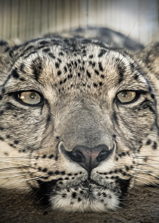 Snow Leopard's Gaze   Painted  Photography Art | Julian Starks Photography LLC.