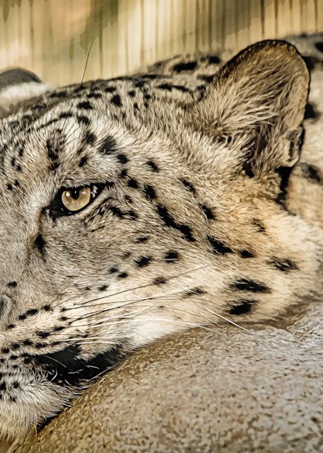 Snow Leopard Chillin' On A Rock   Painted Photography Art | Julian Starks Photography LLC.