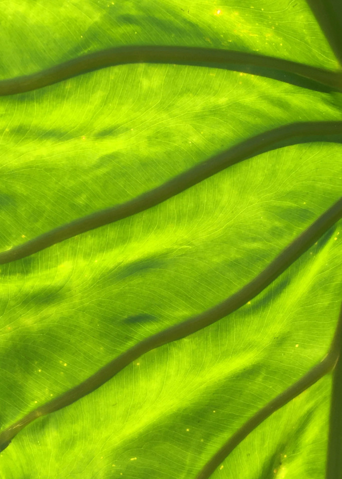 Miksang Leaf Art | nancy iannitelli studio