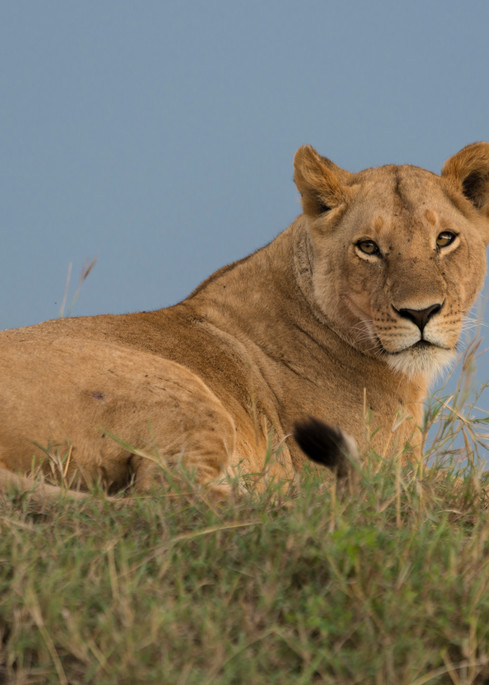 Lounging Lioness Photography Art | Visual Arts & Media Group Corporation 