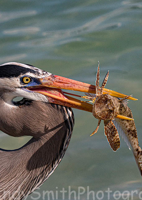Great Blue Heron With Sea Robin Art | Andy Smith Photography