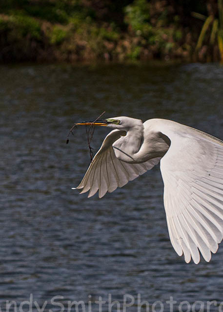 Great Egret with Nesting material