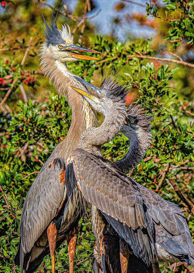 Great Blue Heron With Juveniles Art | Andy Smith Photography