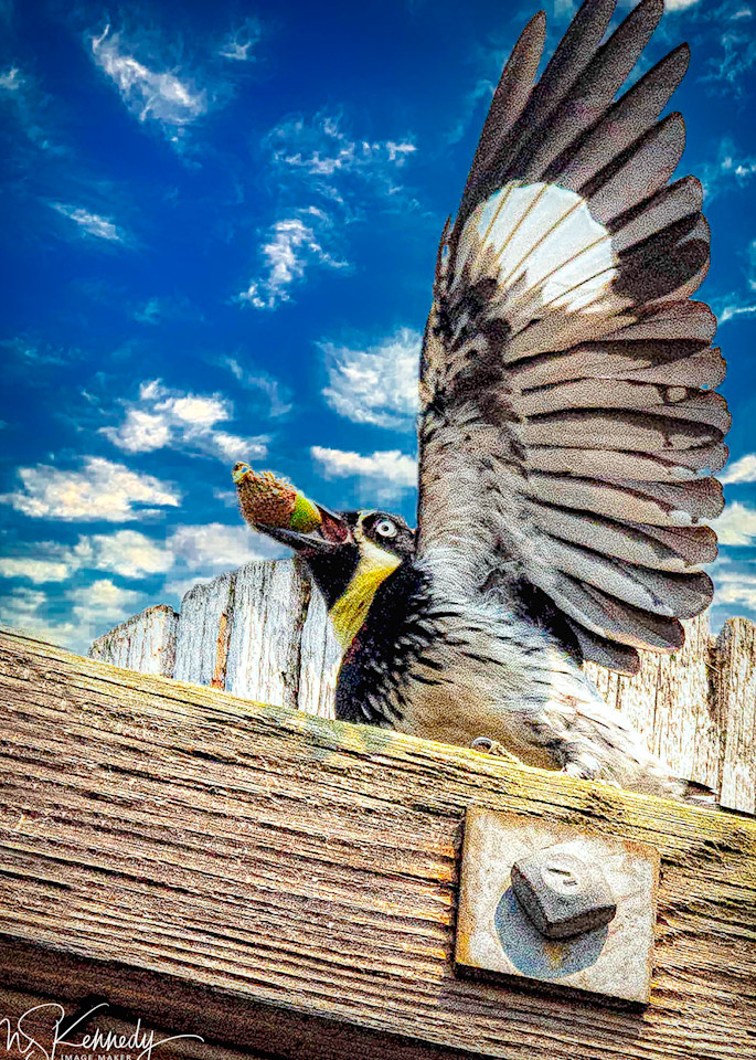 Acorn Woodpecker Art | Cutlass Bay Productions, LLC