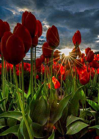 Tulips  Art | BOLDER GALLERY