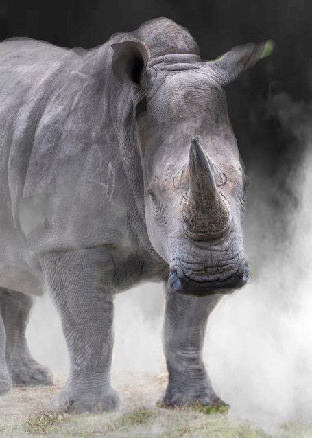 Rhino Art | Cutlass Bay Productions, LLC