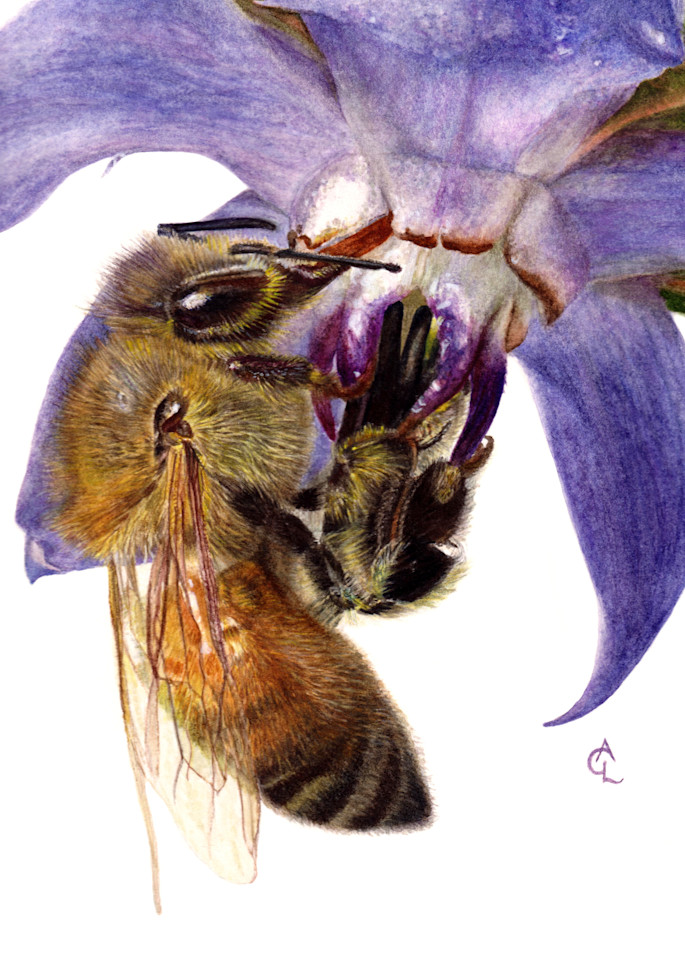 Honey Bee And Borage Art | Gossamer Lane Fine Art