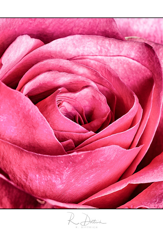 Close Up Metallic Rose flower Print
