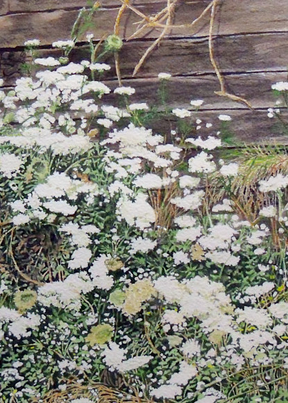 Queen Anne's Lace watercolor painting by Erin Pyles Webb