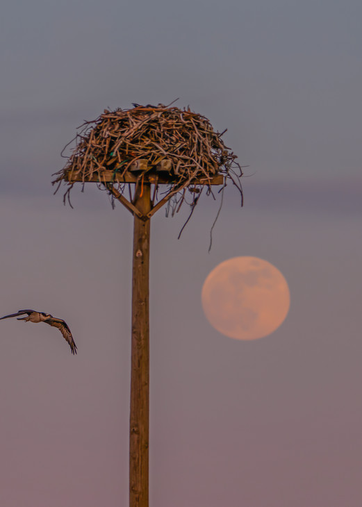 Oak Bluffs Osprey Flight Moon Art | Michael Blanchard Inspirational Photography - Crossroads Gallery