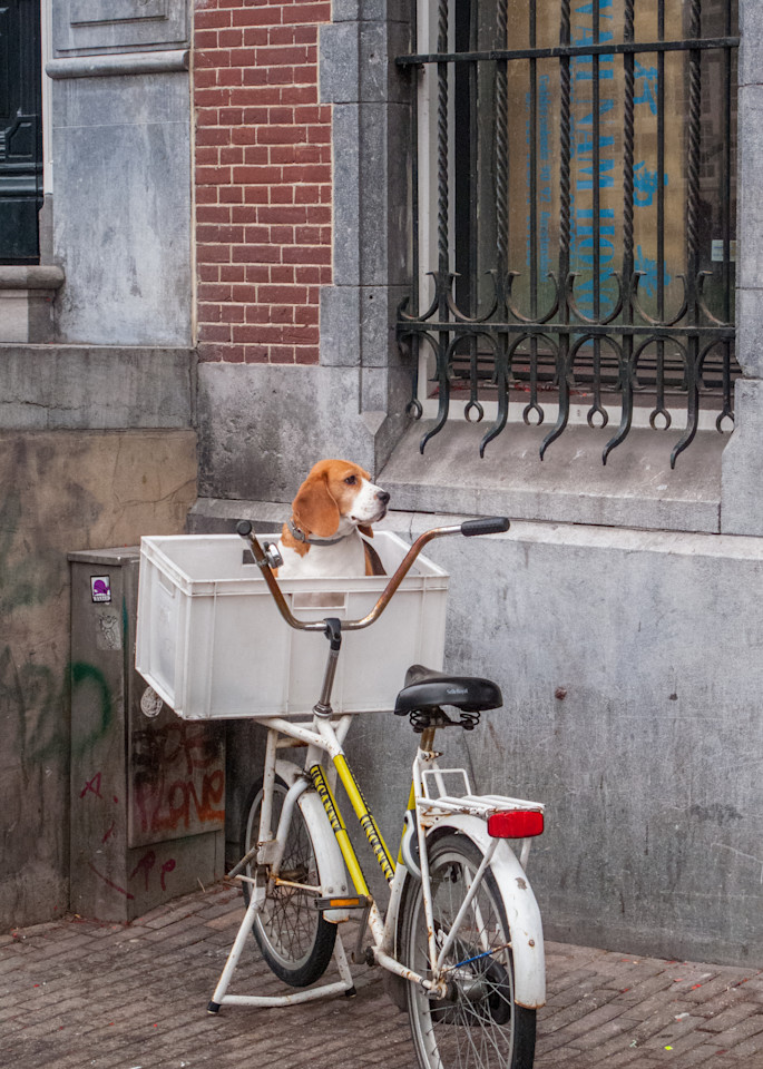 Amsterdam Dog Waiting Photography Art | Press1Photos, LLC
