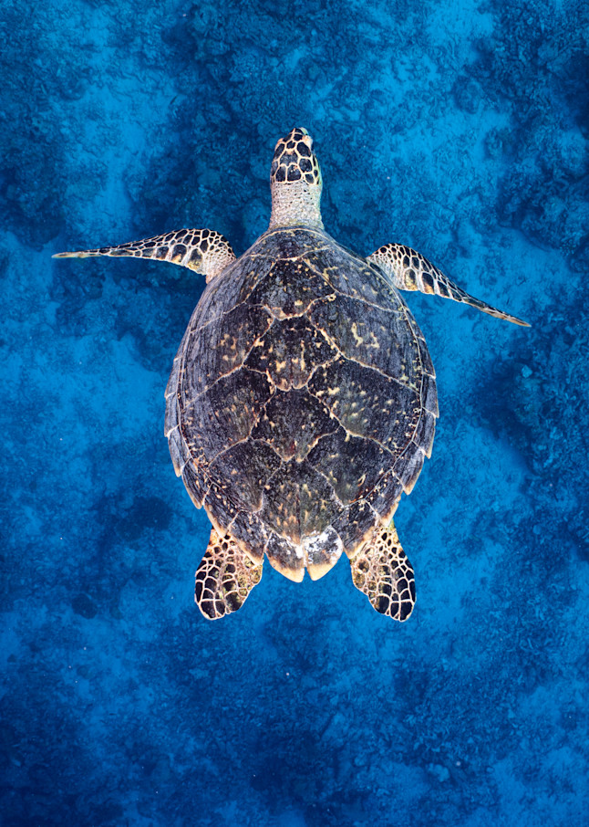 This beautiful Turtle image is a fine art photograph available for sale.