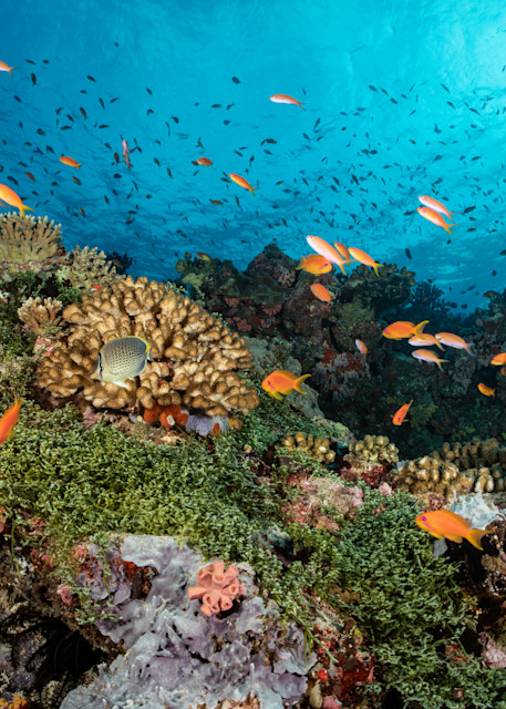 Colorful Coral Reef is a fine art photograph available for sale