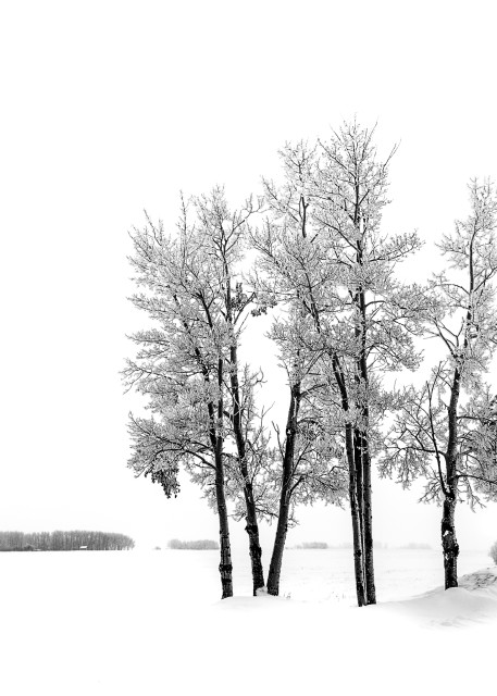 12 Winter Trees   Alberta, Canada Art | BOLDER GALLERY