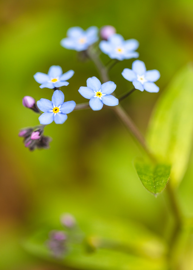 Closeup of Alpine Forget-Me-Not.