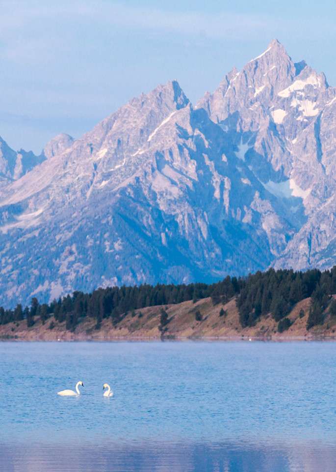 Swans On Jackson Lake Teton Np Art | Cool Coastal & Tropical Art