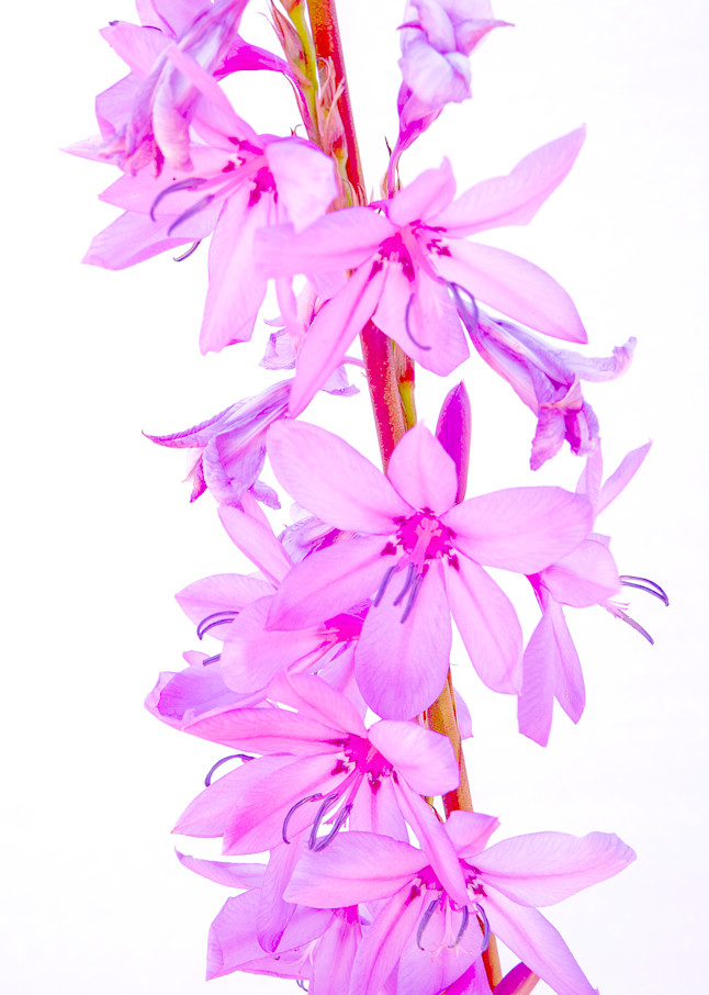 Pink Watsonia Photography Art | FocusPro Services, Inc.