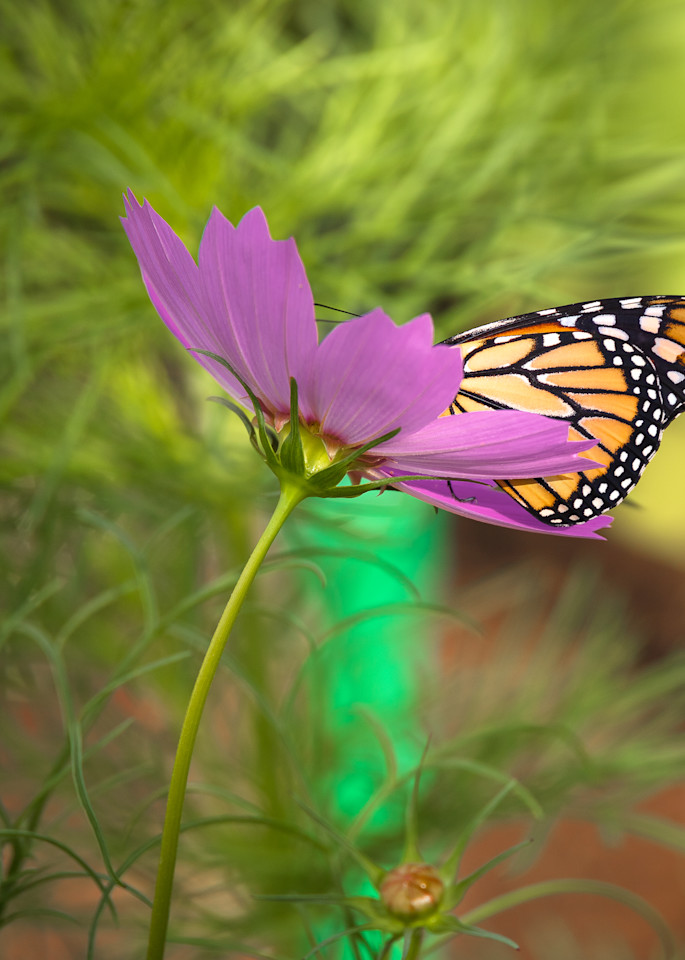 Wannabe Naturalist Quarterly Magazine Backyard Butterfly | Eugene L Brill