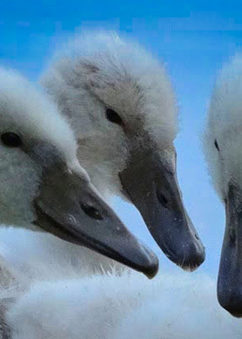 1 1 10 Cygnet Siblings Photography Art | Nature Pics By Andrew