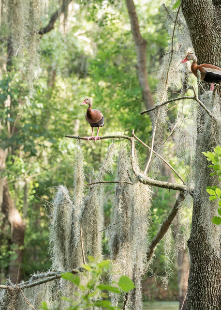 Black-bellied Whistling Ducks in Tree, Damon, Texas