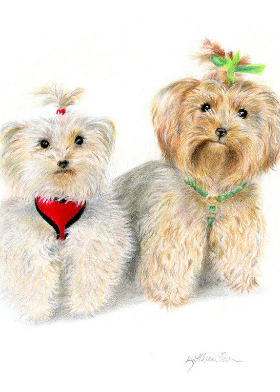 Yorkshire Terriers  Art | Kathleen Slaven Art