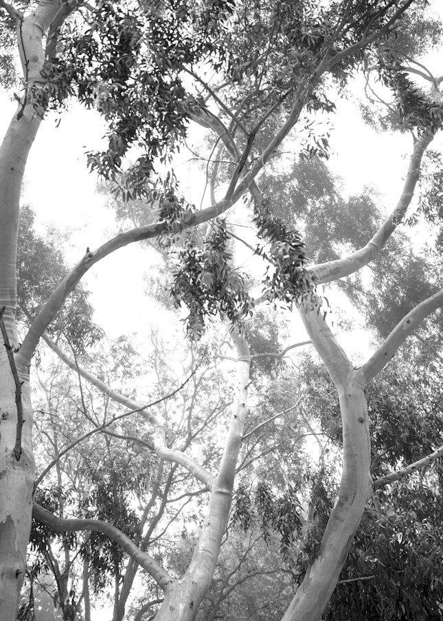 Eucalyptus Fog Photography Art | FocusPro Services, Inc.