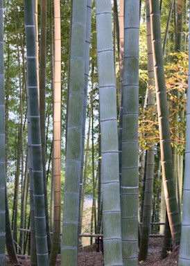 Bamboo Photography Art | Press1Photos, LLC