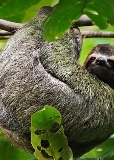 Sloth Hanging From Branch 2 Photography Art | Fly Fishing Portraits