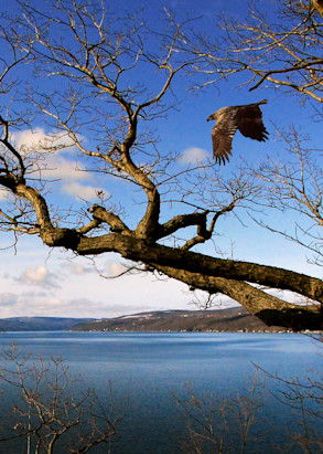 Bluff Point Eagle Panorama Art | TC Gallery