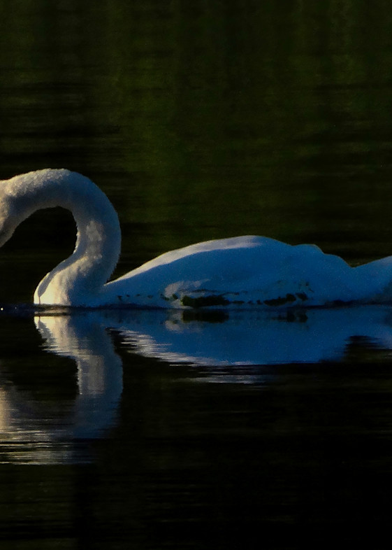 1 1 8 Mute Swan Evening Swim Photography Art | Nature Pics By Andrew