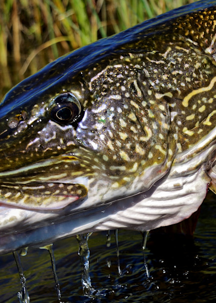 Northern Pike Close Up Portrait 1 Photography Art | Fly Fishing Portraits