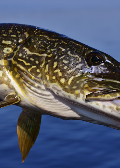 Northern Pike Close Up Portrait 2 Photography Art | Fly Fishing Portraits