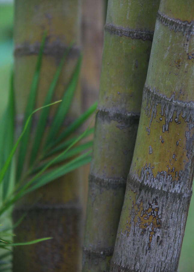 tree, laos, bamboo trunks
