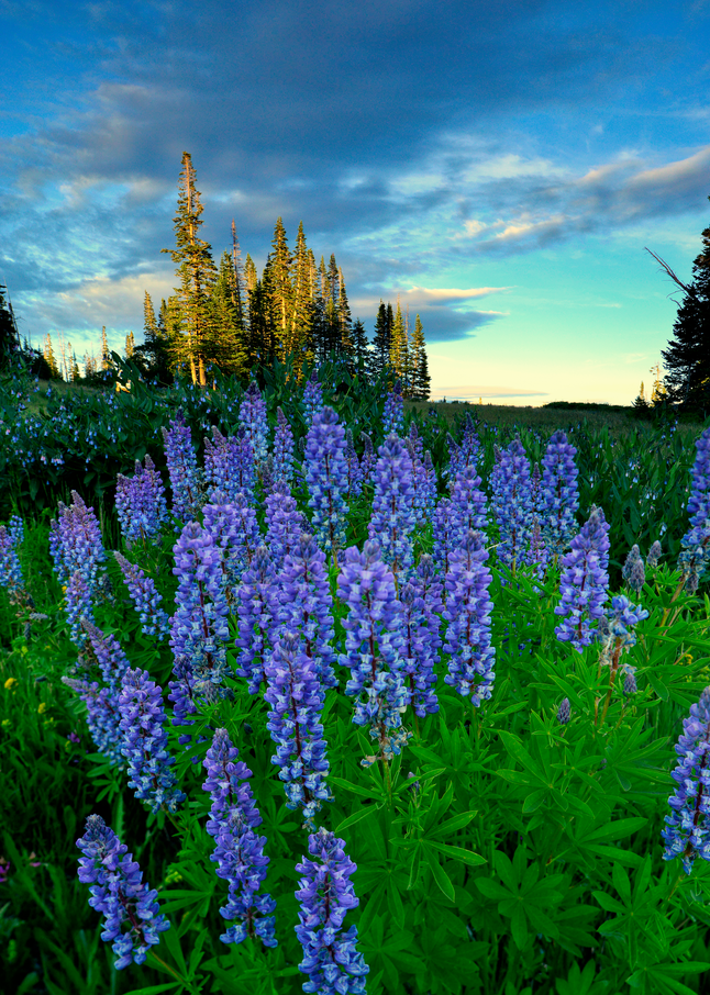 Lupine Afternoon  Photography Art | Craig Primas Photography