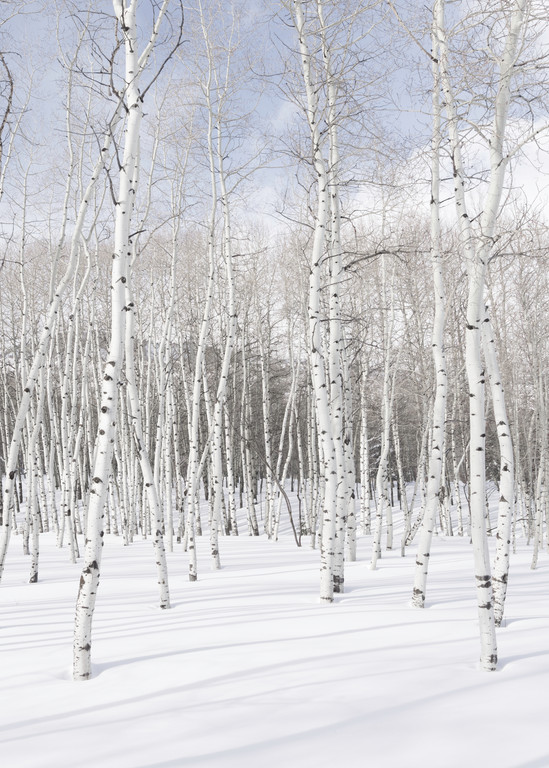 A fine art photograph of aspen trees in the snow on a bluebird day by Mia DelCasino.